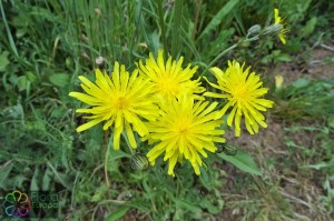 Crepis biennis (3)